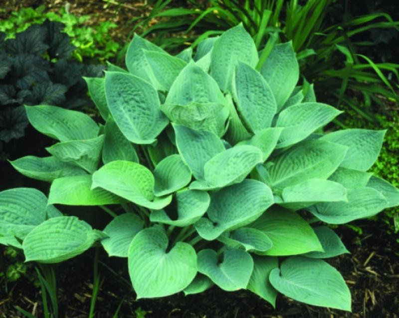 This Blue Hawaii variety of the Plantain Lily changes its leaf colour throughout the year