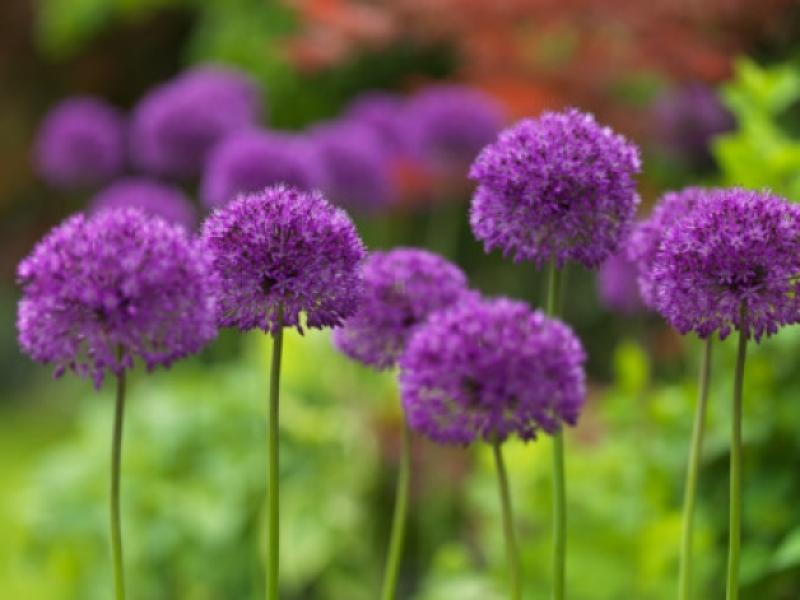 Alliums have become very popular flowers over the last few years because of how easy they are to grow and their great colour