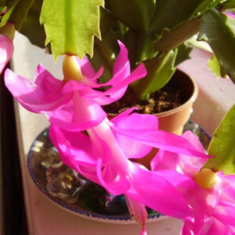 Schlumbergera (the Christmas cactus)