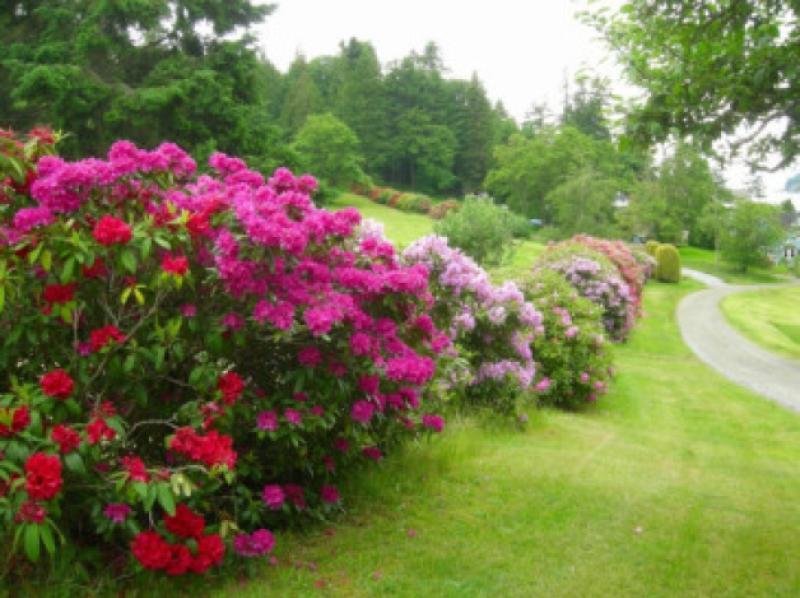 Rhododendrons come in variety of colours
