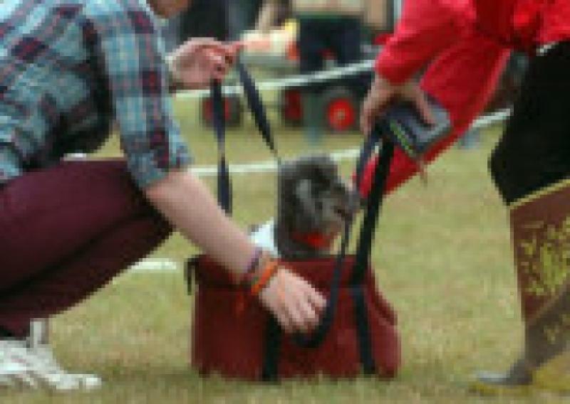 Limerick Dogshow sees 1,860 canines vie for glory Limerick Live