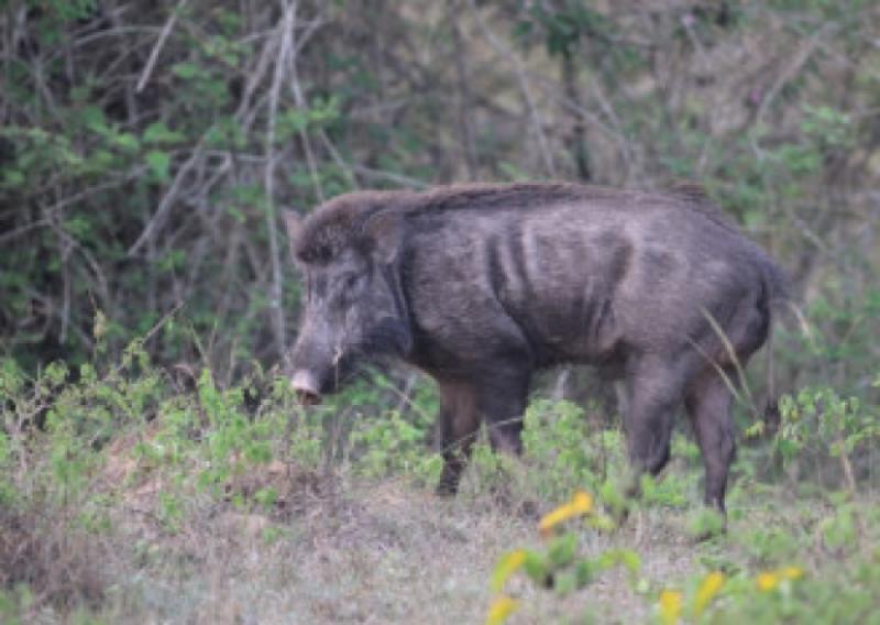 A herd of wild boar have mysteriously made their way on to Foynes Island