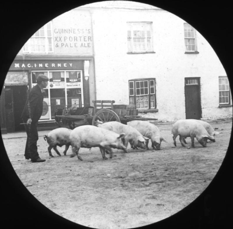 Pigs on Parnell Street, c.1900, the Ludlow Collection and below, the O'Byrne Brothers, c. 1920