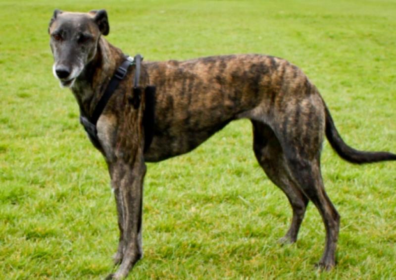 'A seasonal scourge': Man in court for lurcher dog hunting in Limerick village 