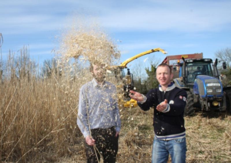 Future of miscanthus biomass industry is up in the air: Eamon O'Riordan and Michael Giltenane. Picture: Mike Cowhey