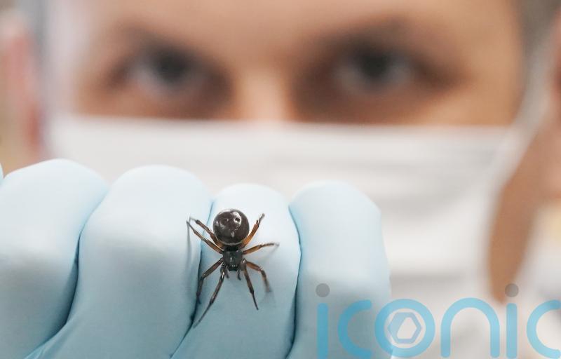 NUIG scientists publish first record of noble false widow spider feeding on bat