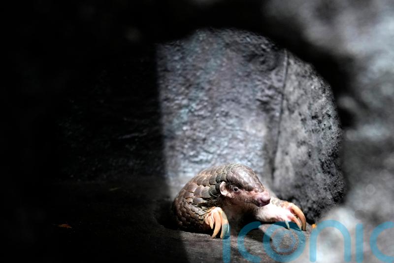 Prague Zoo introduces pangolins from Taiwan
