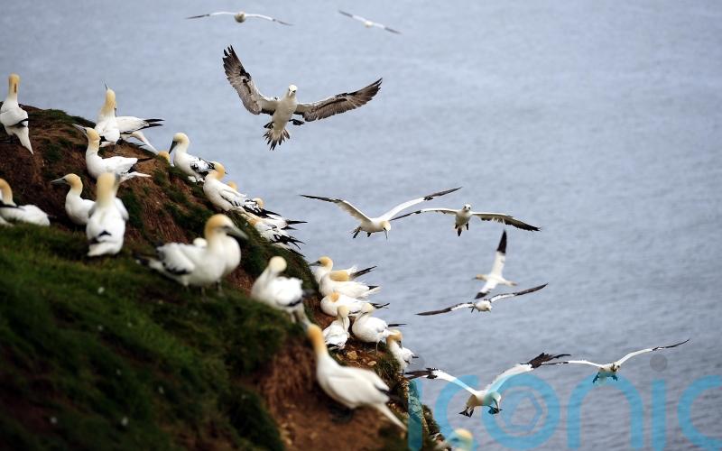 Avian flu detected in five seabirds on north coast