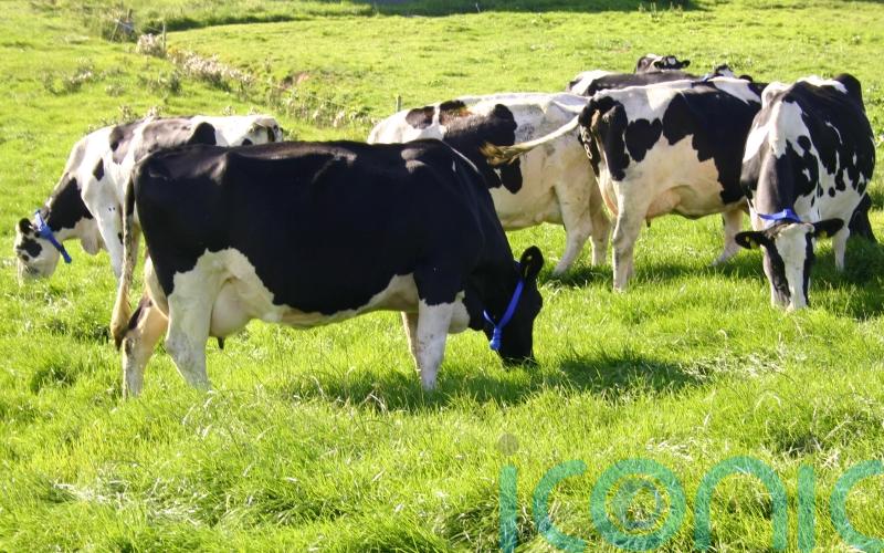 Fears for more than 50 jobs at Galway dairy plant after sale of milk interests