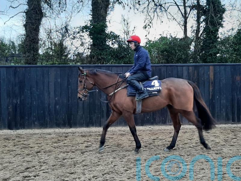 Galvin to spearhead Gordon Elliott’s Christmas team