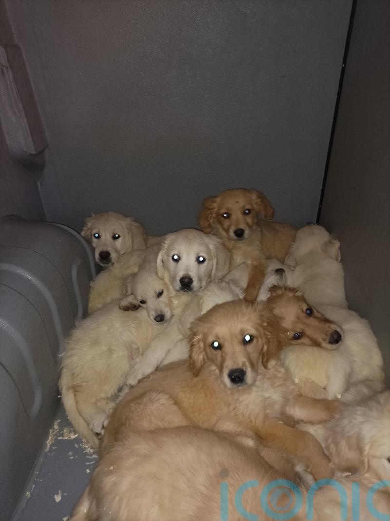 29 pups rescued at Belfast Port in crackdown against illegal trafficking