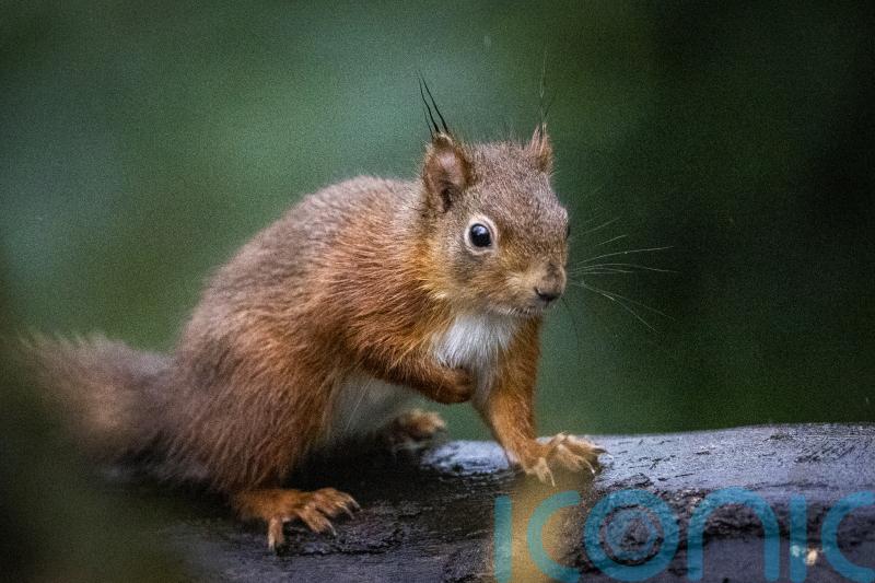 Red squirrels introduced at Co Down National Trust property