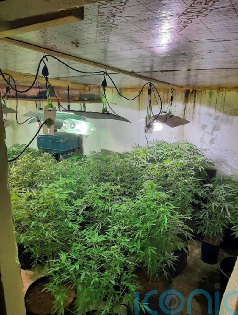 Five held after discovery of &lsquo;sophisticated&rsquo; cannabis farm