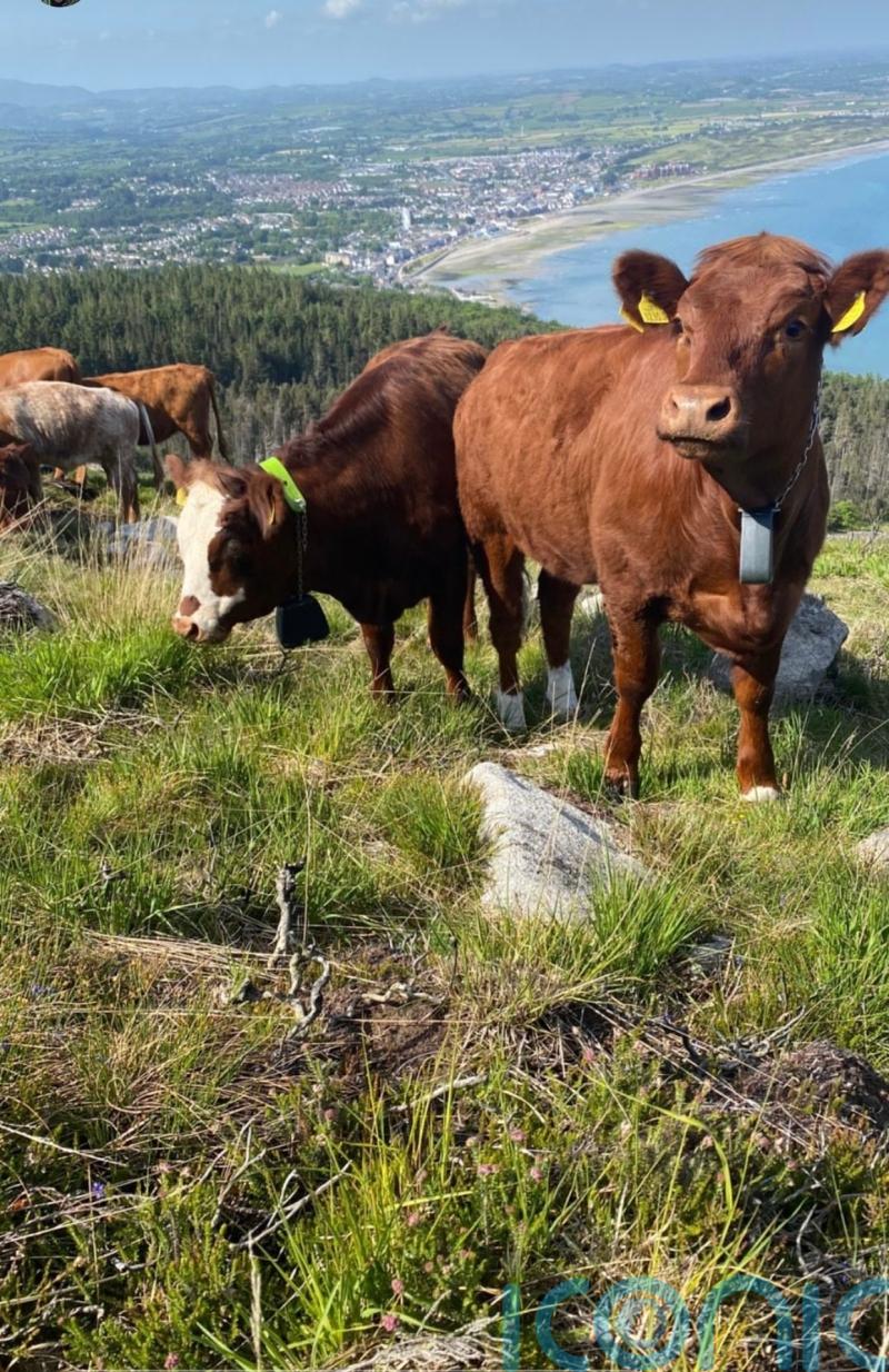Traditional cows to help bring mountainside back to life after devastating fires