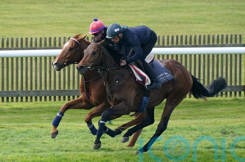 Hills eyeing Goodwood options for Cicero’s Gift