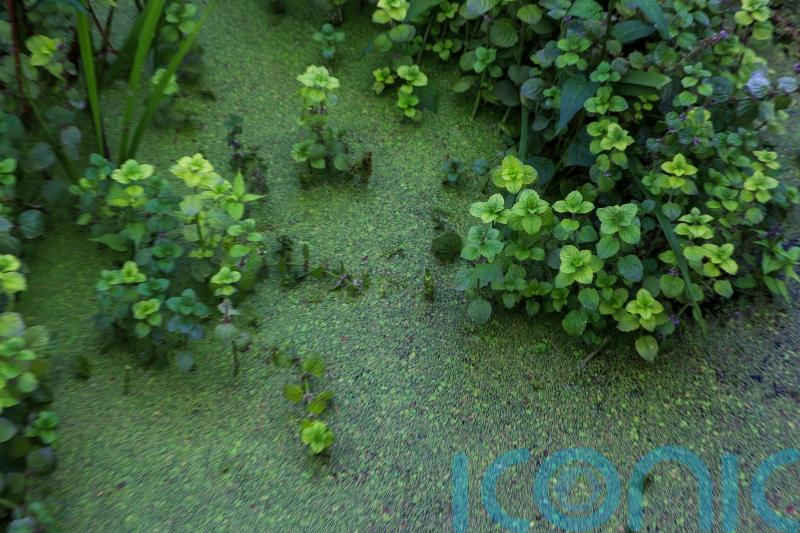 Public meeting highlights problem of toxic algae in Lough Neagh