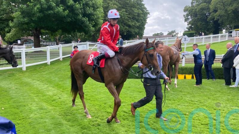 Shuwari commanding plenty of attention on Newmarket return