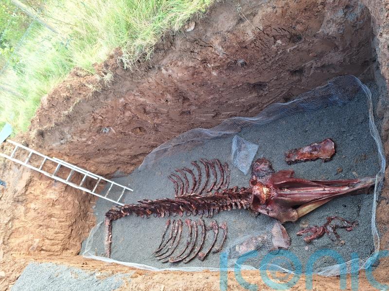 Remains of whale dissected by hand on Co Down beach in order to be preserved