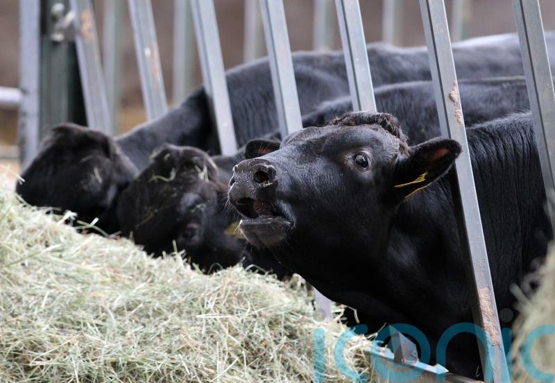 Beef exports should feature in Ireland-China talks, says think tank