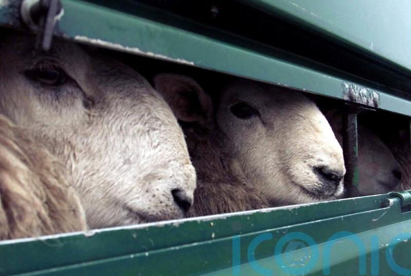 Livestock export ban makes progress despite N Ireland ‘loophole’ fear