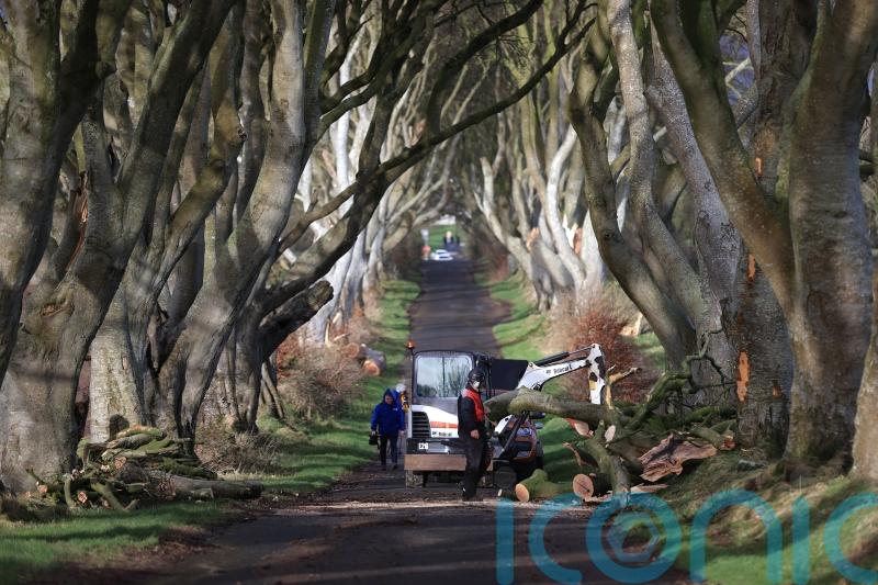 Trees made famous by Game Of Thrones felled by Storm Isha