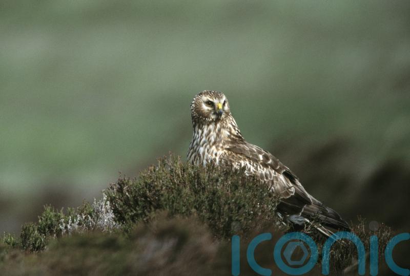 Concern voiced as hen harrier numbers drop by 26% in Northern Ireland