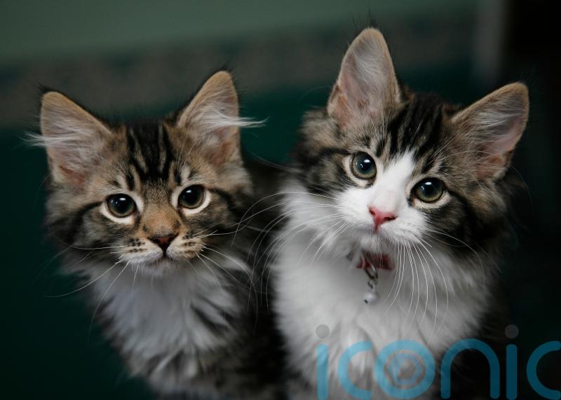 Stormont Executive urged to make microchipping of cats a legal requirement