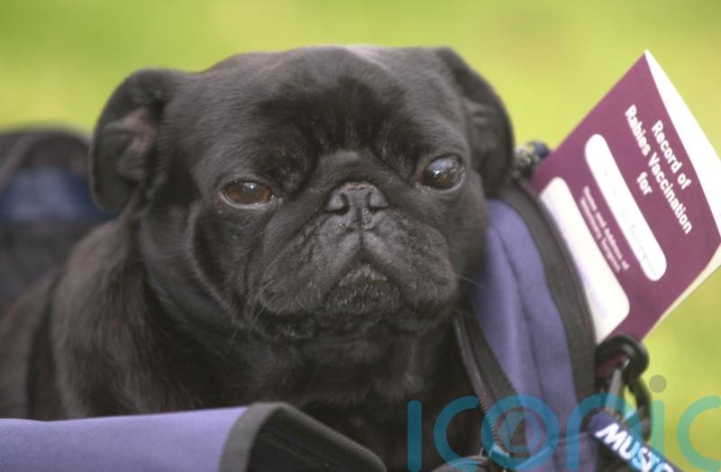 Northern Ireland pet travel scheme approved despite Unionist opposition