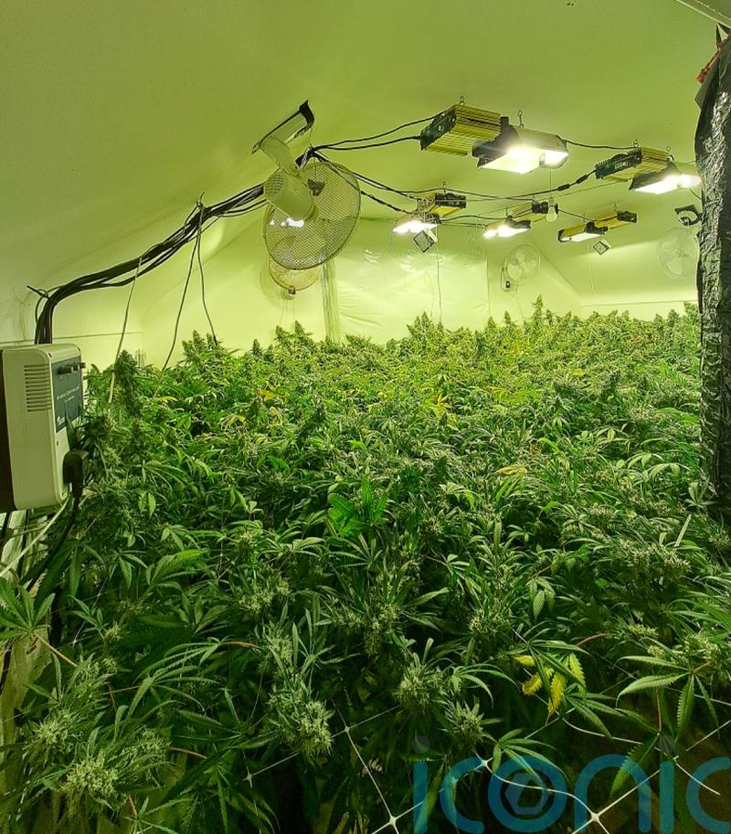 One arrest after ‘cannabis factory’ discovered in Co Tyrone