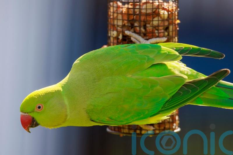 Guidance sought over future of colourful parakeets in Belfast park