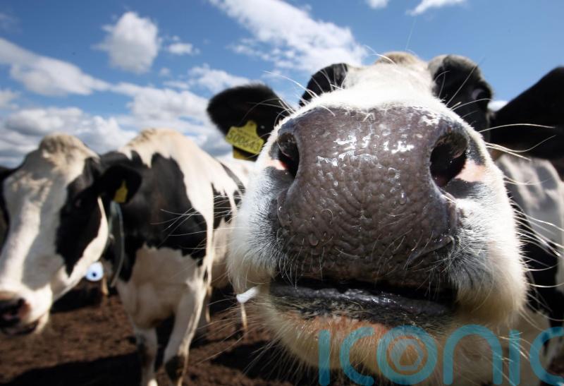 Withdrawal of critical veterinary medicines could have ‘severe impact’ on NI