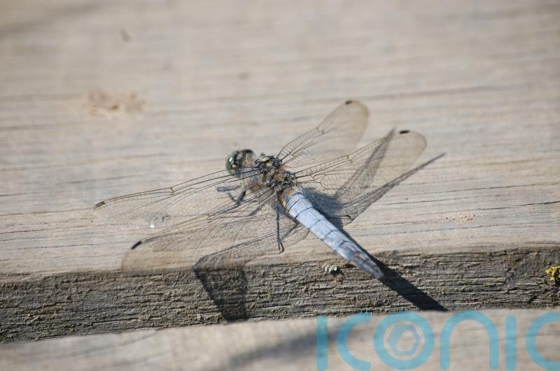 First recorded sighting of rare dragonfly in Belfast hailed by conservationists