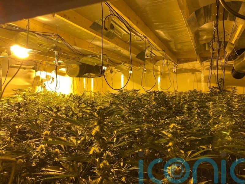 Five arrested as cannabis worth &pound;500,000 seized