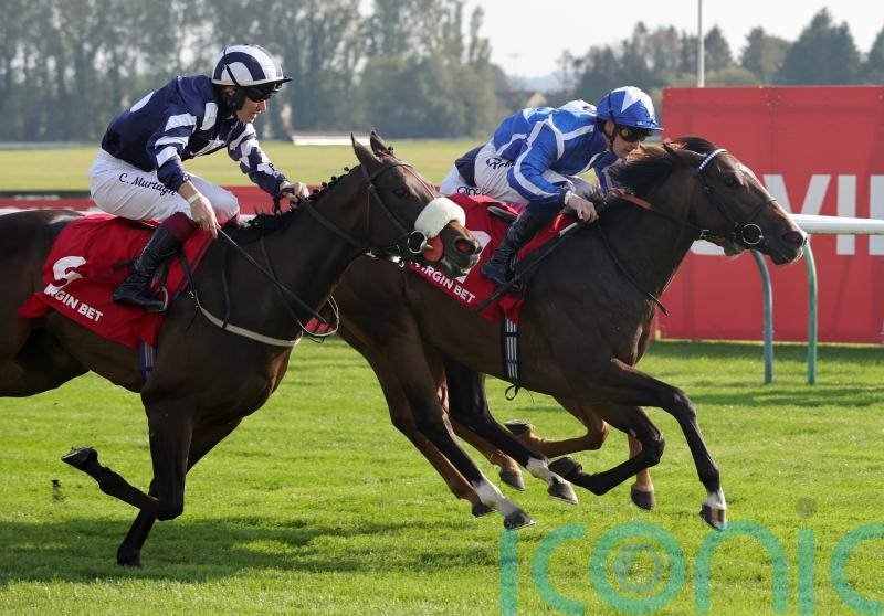 Sky Majesty the Haydock hope for William Haggas in Saturday’s Sprint Cup