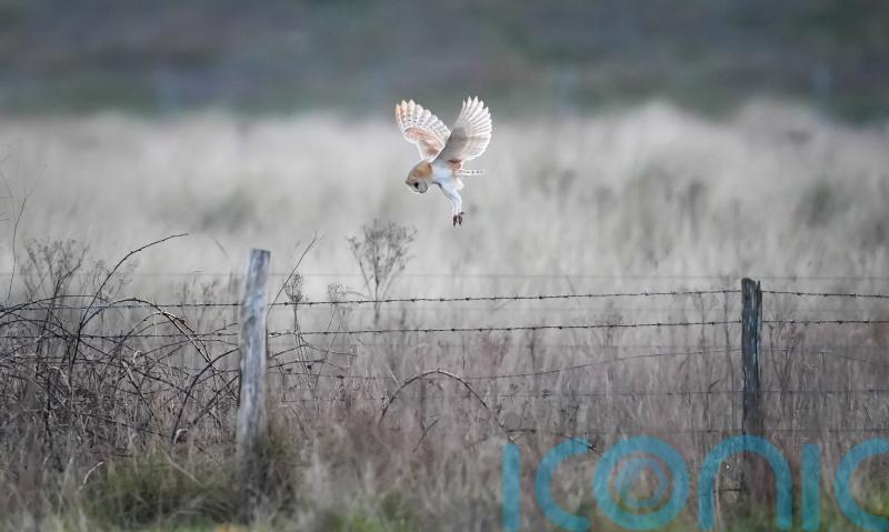 Barn owl breeding success for third year in a row on Co Down farm