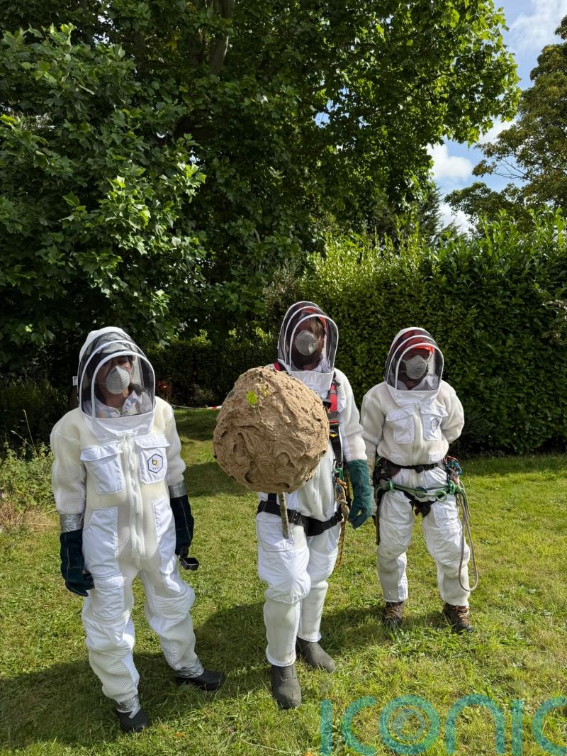 Nest of invasive Asian hornets ‘safely removed’ in first for Ireland