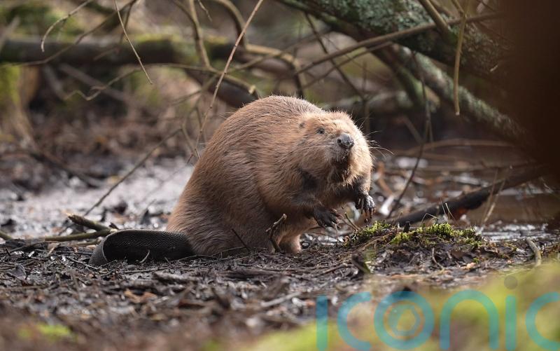 UK risks missing 2030 nature target by a ‘country mile’, green groups warn