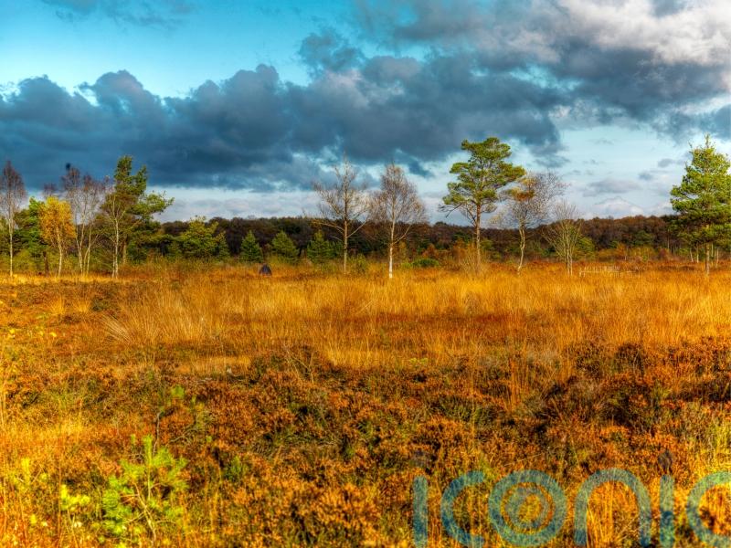 &lsquo;Power of peatlands&rsquo; embraced in new strategy to tackle climate crisis