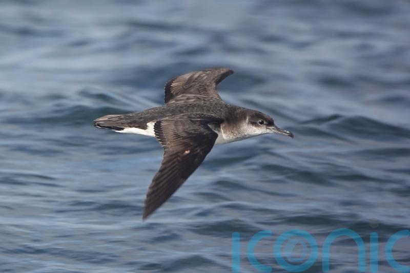 Rare seabirds breed on Rathlin Island for first time in decades