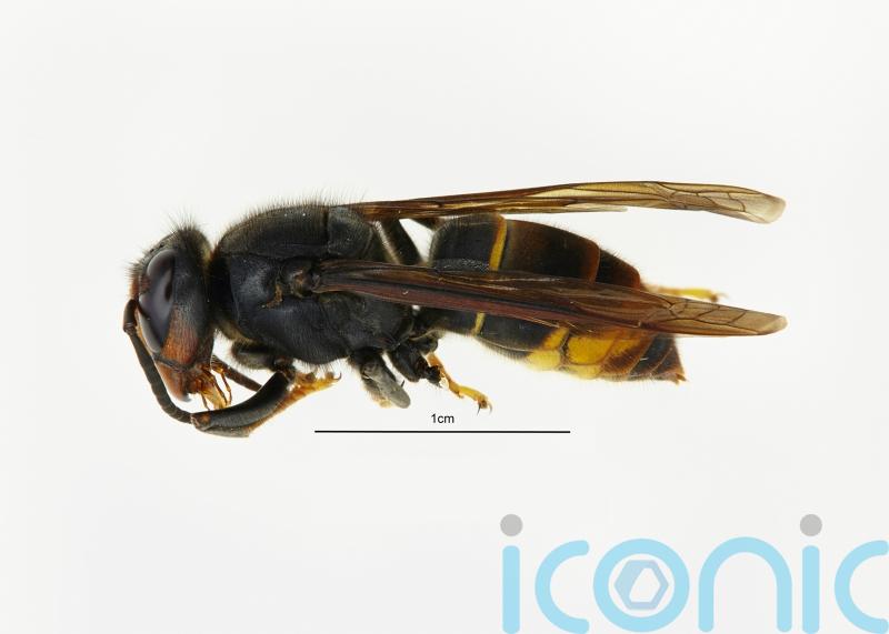 Call for ‘vigilance’ after first confirmed sightings of Asian hornets in NI