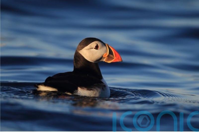 Puffins make a comeback on Isle of Muck after 25 years