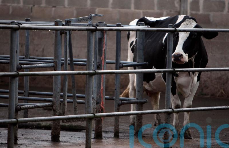 Further bluetongue cases confirmed in Co Down herd