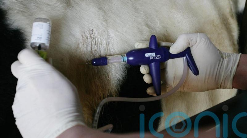 Suspected bluetongue cases found at fourth farm in Northern Ireland