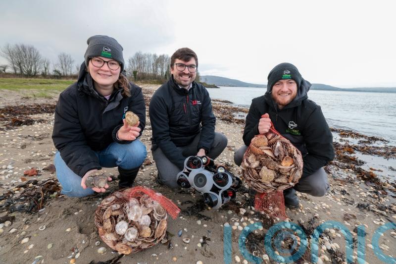 Thousands of oysters planted in Belfast Lough to restore species in the waterway