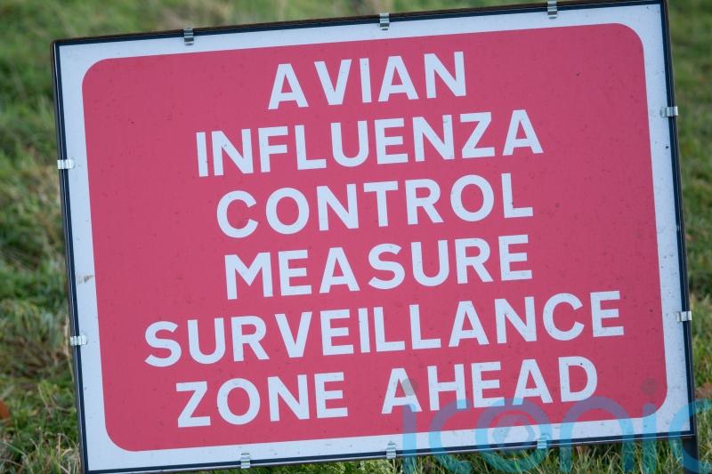 Disease controls imposed as suspected bird flu case flagged in Omagh