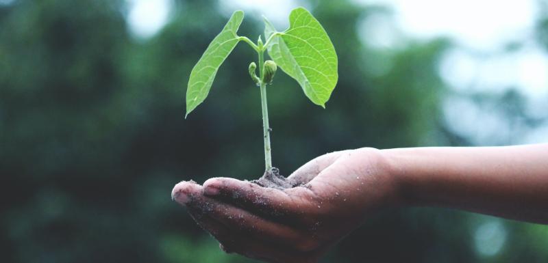Green Fingers: The rewards of growing flowers from seed