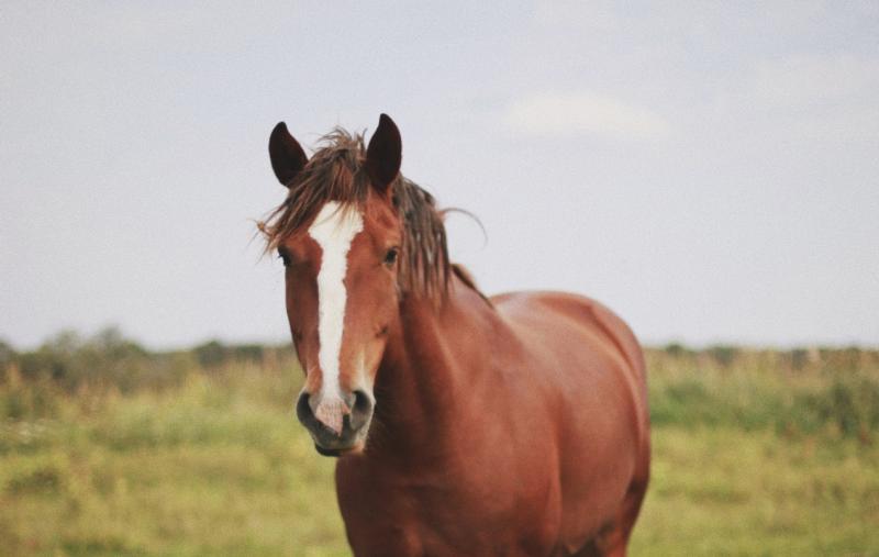 Man banned from driving for 10 years after horses broke out of field in Limerick