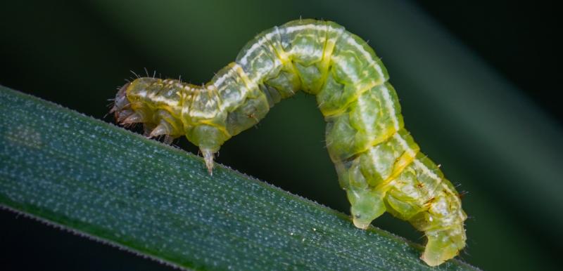 Wild About Wildlife: The buzz of spring is in the air   