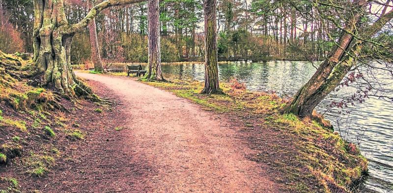 Wild About Wildlife: Limerick life by the edge of the river  