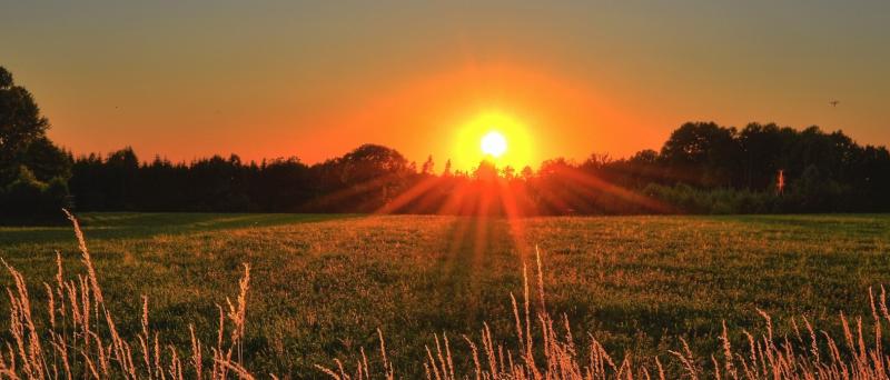 Wild About Wildlife: Enjoying the mini dawn chorus 